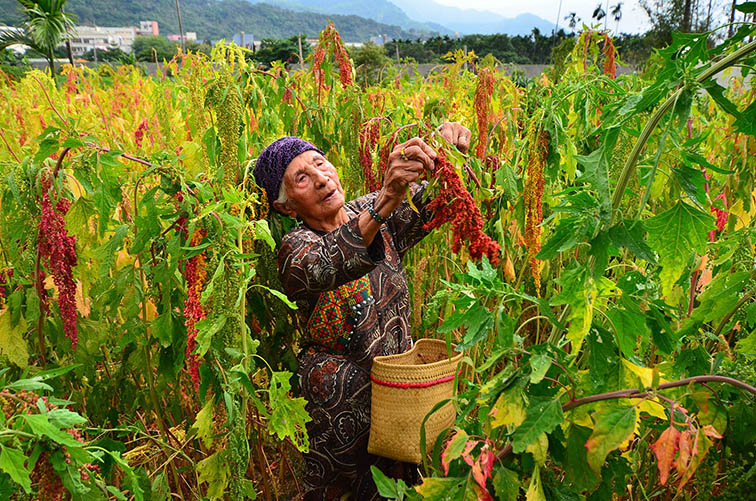 採收紅藜的vuvu